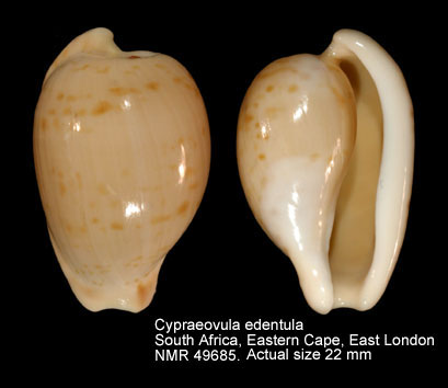 Cypraeovula edentula (7).jpg - Cypraeovula edentula(Gray,1825)